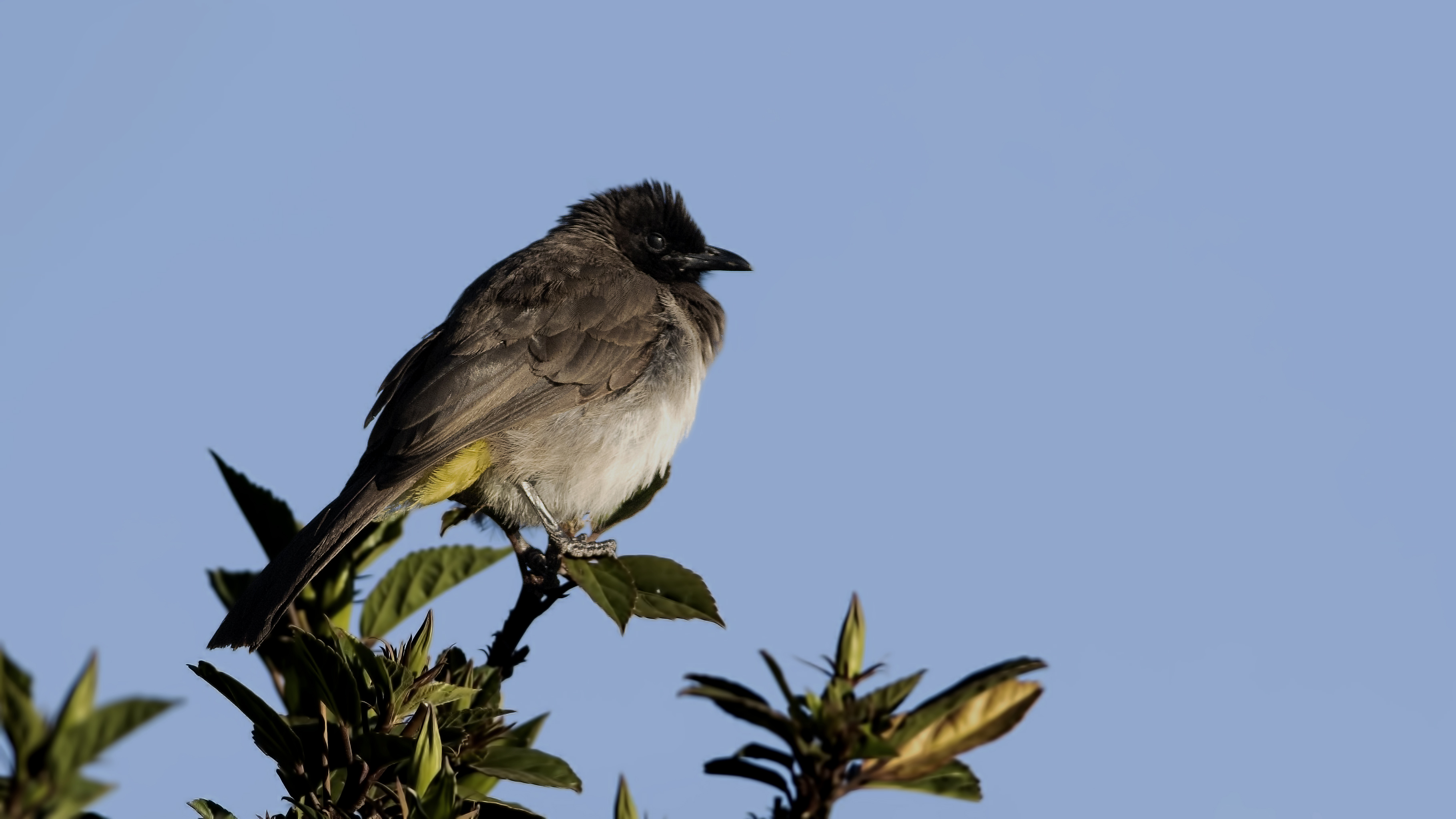 Common Bulbul